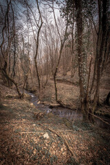 autumn in the forest