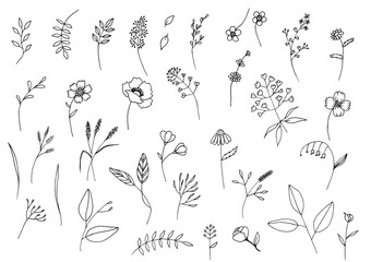 Wildflower line art set. Flower doodle botanical collection. Herbal and meadow plants, grass. Ink illustration isolated on white background. Simple hand drawn elements.