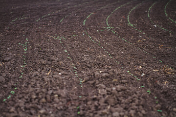 plowed field in spring