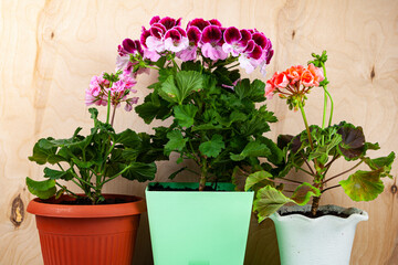 Indoor flowers on a wooden background.