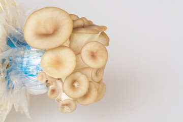 mushrooms,Fairy mushroom(Thail mushroom),white mushroom in high definition on white background, macro