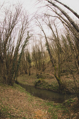 path in the woods
