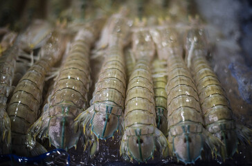 Fototapeta premium Fresh crayfish for sale in Naklua Market, Pattaya, Thailand.