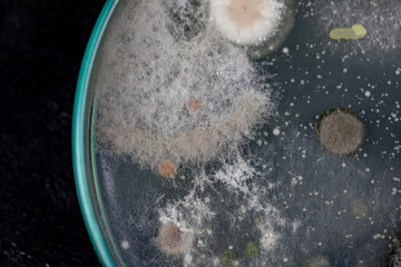 Mold Beautiful, Colony of Characteristics of Fungus (Mold) in culture medium plate from laboratory...