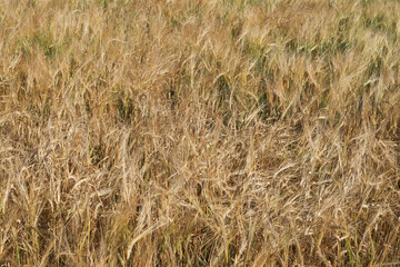 Ripe barley ears, full frame. Harvest cereals, background. Backdrop of ripening ears of yellow cereal field ready for harvest growing in a farm field. Copy space for advertising text message.