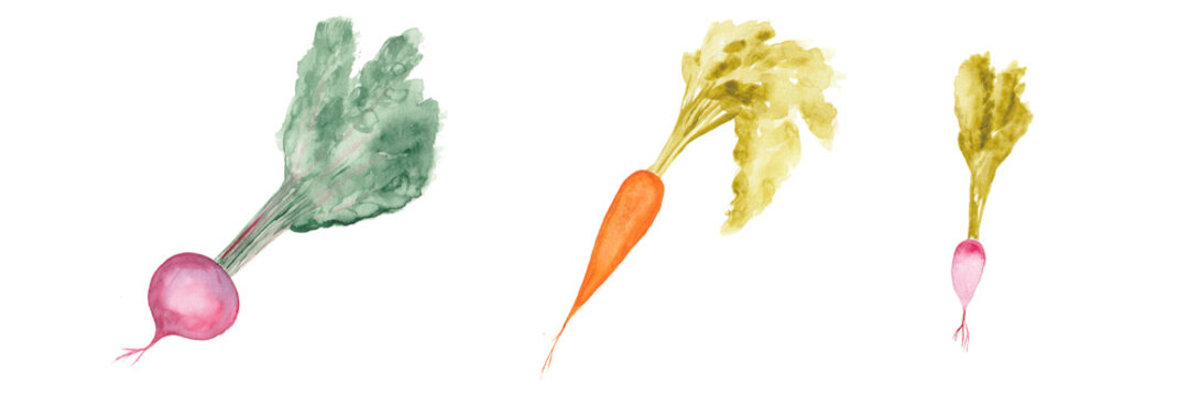 Watercolor Vegan Illustration set. Hand Drawn Vegetables. Healthy Food Print. Gardening Background. Root veggies design for Menu, Restaurant, Salat Bar, Farmers Market. Radish, carrot, beet.