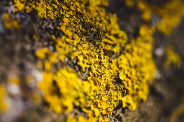 lichen on a rock