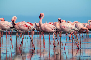 Close up of beautiful African flamingos that are standing in still water with reflection.