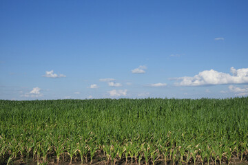 Fototapeta na wymiar A cornfield under a clear blue sky. Agricultural landscape. Corn plants.