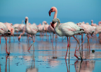 Close up of beautiful African flamingos that are standing in still water with reflection.
