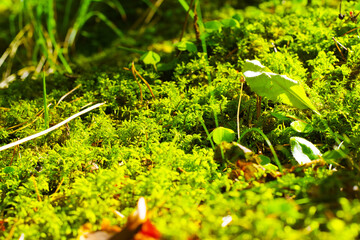 The macrocosm of the fairy-tale forest in the Chegem gorge