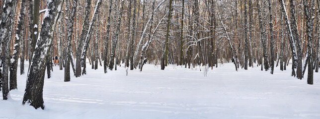 Winter scene. Birch grove covered by snow. Nature in winter.