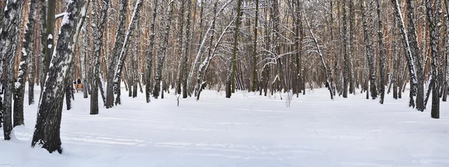 Acrylic prints Birch grove Winter scene. Birch grove covered by snow. Nature in winter.