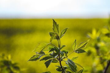 Fototapeta premium field of yellow flowers