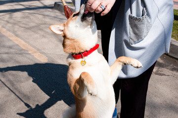 Woman spending fun time with her Shiba Inu dog during sunny day 