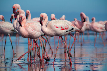 Close up of beautiful African flamingos that are standing in still water with reflection.