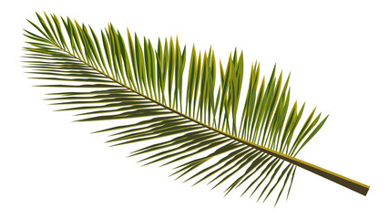 Obraz premium Colored realistic palm leaves isolated on white. Branch of palm tree for composing a collage. Vector illustration.
