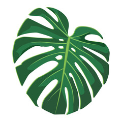 Green realistic monstera leaves isolated on white for collage compilation. Vector illustration.