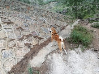 jack russell terrier