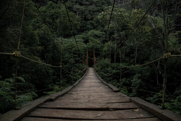 bridge in the forest