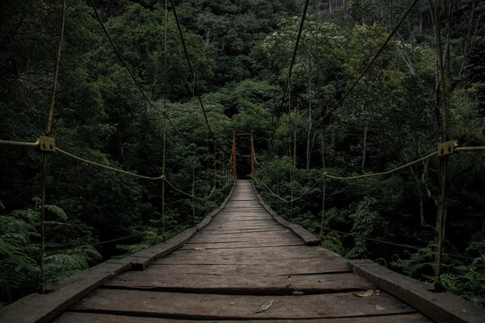 bridge in the forest © Hubert