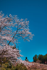 桜と大仏