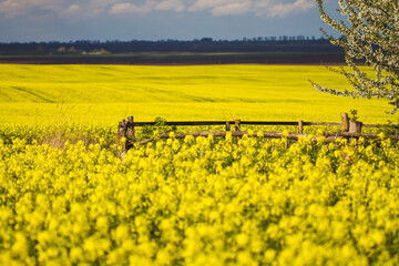 rapeseed field in spring