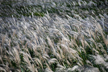 grass in the wind