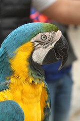 Gelbgrüner Ara © Wolfgang