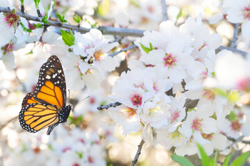 almond tree bloom