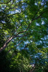 Obraz premium trees in the forest