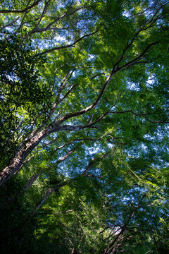 trees in the forest © worm_ flag