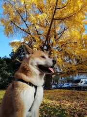 dog in autumn park