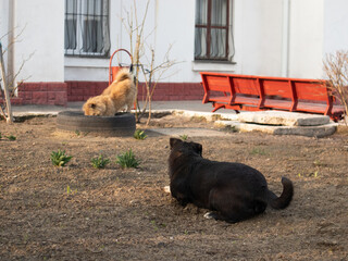 Stray dogs near the train station