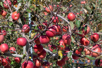 A famous Eoleumgol apple in Miryang, Gyeongsangnam-do, South Korea is growing well in an orchard.