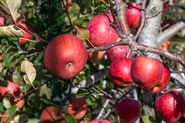 A famous Eoleumgol apple in Miryang, Gyeongsangnam-do, South Korea is growing well in an orchard.