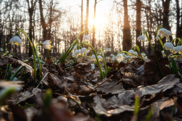 Beautiful white snowflake flowers (leucojum vernum), wild growing in the sunny forest, nature background. Early spring in Europe, image with selective focus