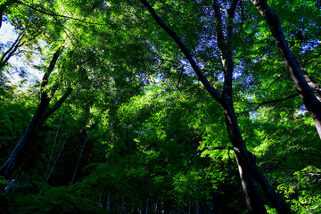 forest in the morning