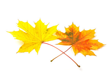 Autumn leaf close-up on white background. rich color background