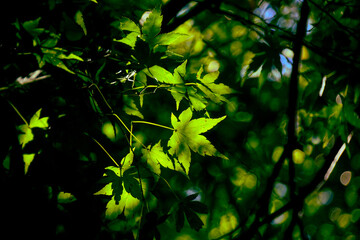 green leaves background