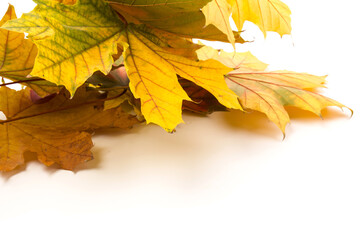 Autumn leaf close-up on white background. rich color background