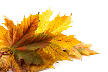 Autumn leaf close-up on white background. rich color background