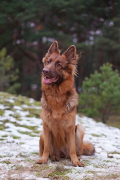 Long haired red top german shepherd puppies