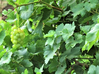 grape vines