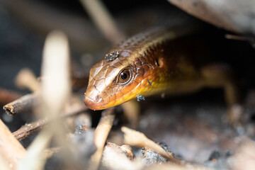 Colorful skink in the jungle of vietnam
