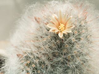 A fluffy cactus with a yellow flower and buds