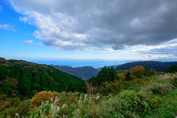 forest in the mountains