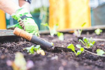 Urban gardening: Planting fresh vegetables and herbs on fruitful soil in the own garden, raised bed.