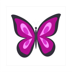 butterfly illustration