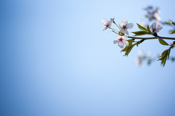 파란하늘과 봄 그리고 벚꽃
